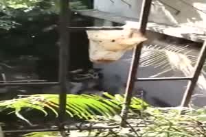 【窗外偷窥】楼下小夫妻吵架吵着吵着直接把衣服脱光了开炮  背景图片